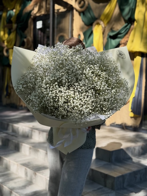 Gypsophila Power