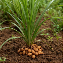 Saffron: Planting, Growing, and Care | Top MF Tips