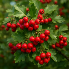 Боярышник: посадка, выращивание, уход | Топ советы MF