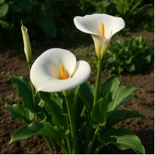 Кали: посадка, вирощування, догляд | Топ порад MF